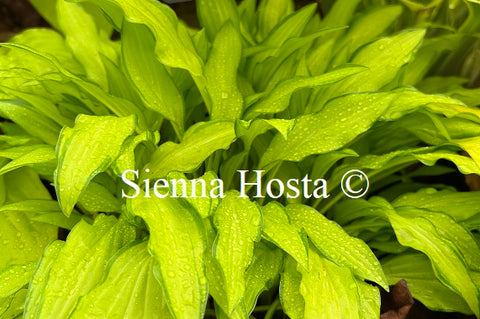 Hosta 'Lemon Zinger'