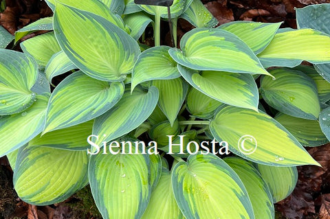 Hosta 'June'