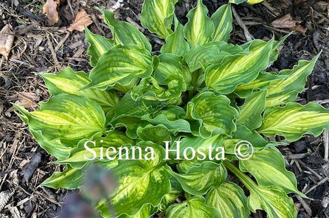 Hosta 'Lakeside Paisley Print'