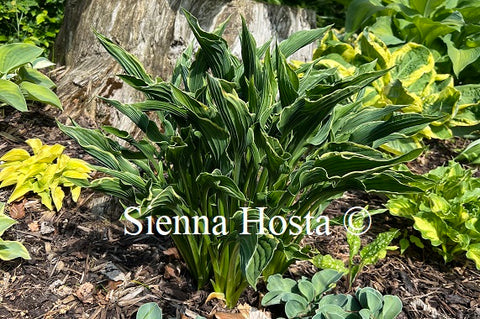 Hosta 'Praying Hands'