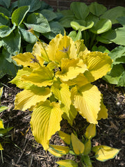 Hosta Dancing Queen