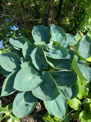 Hosta Love Pat