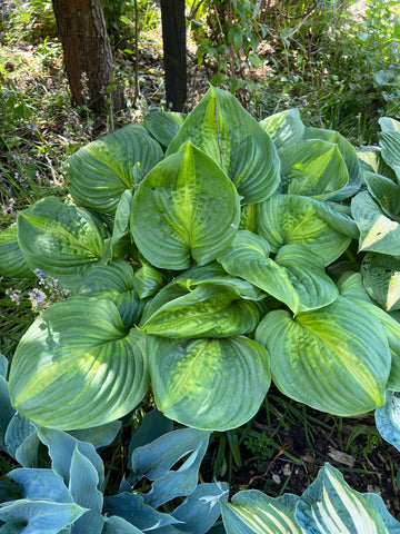 Hosta in Natural Shade