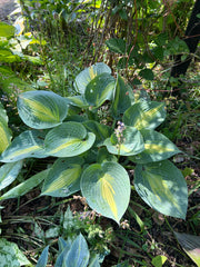 Hosta Paradise Glory