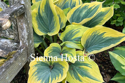 Hosta 'Liberty'