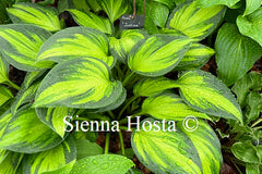 Hosta 'Justine'