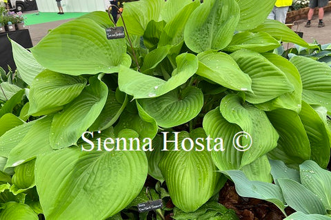 Hosta 'Sum and Substance'