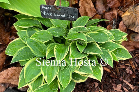 Hosta 'Rock Island Line'