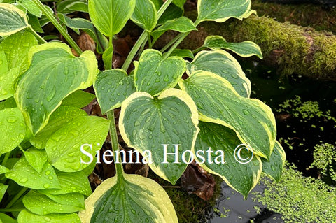 Hosta 'So Sweet'