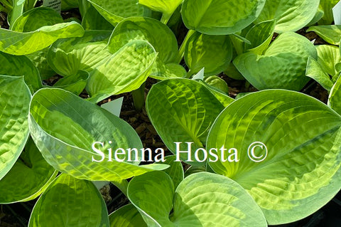 Hosta 'Rainforest Sunrise'