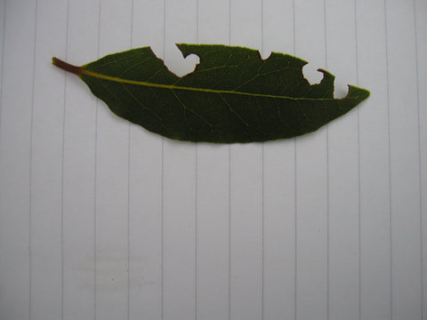 Leaf with Vine Weevil Damage