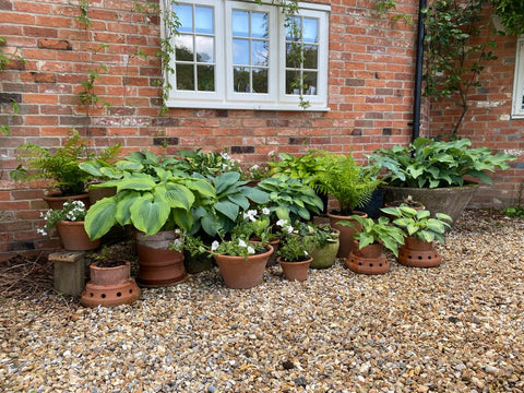 Hosta Display in Pots