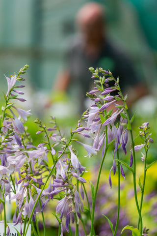 Hosta Flowers Sienna