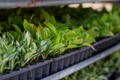 Sienna Hosta Tissue Culture