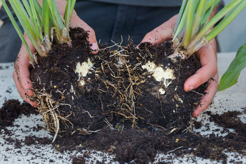 Splitting Hostas