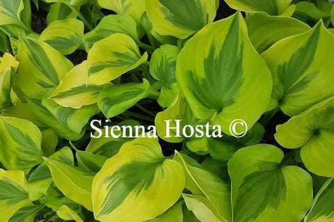 Hosta Grand Tiara