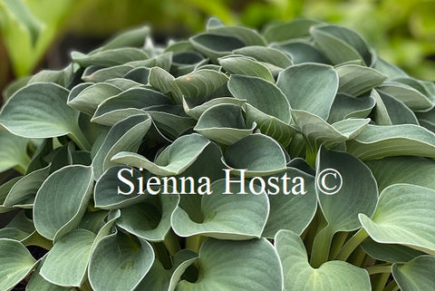 Hosta 'Blue Mouse Ears'