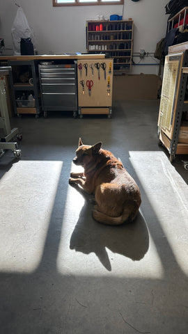 Dog in Bozeman HQ