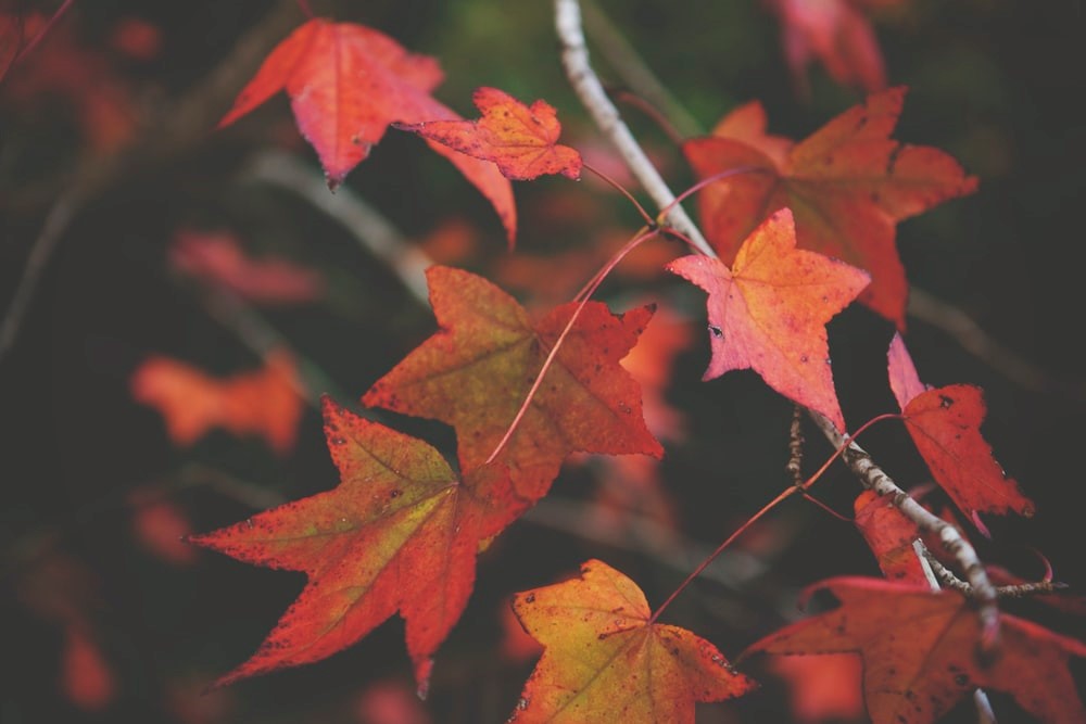 Autumn leaves in bold colors