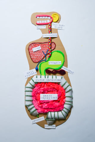 Full Digestive System Art Small