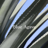 Close up of Blue Agave natural cosmetic ingredient in organic foundation formula