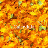 Calendula flowers soothing plant extract used in natural makeup made in Canada