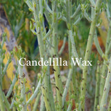Candelilla Wax cosmetic ingredient alternative to beeswax in vegan makeup products