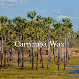 Copernicia Cerifera (Carnauba) Wax from palm trees used in natural vegan mascara by SAPPHO