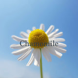 German Chamomile with soothing and anti inflammatory properties ingredient in organic blush refill