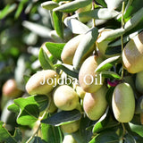 Jojoba Oil for hydration in Sappho translucent loose face powder ingredients