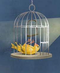 _PFAS_dead canary  in a cage with a miners light - canary in the coal mine No more