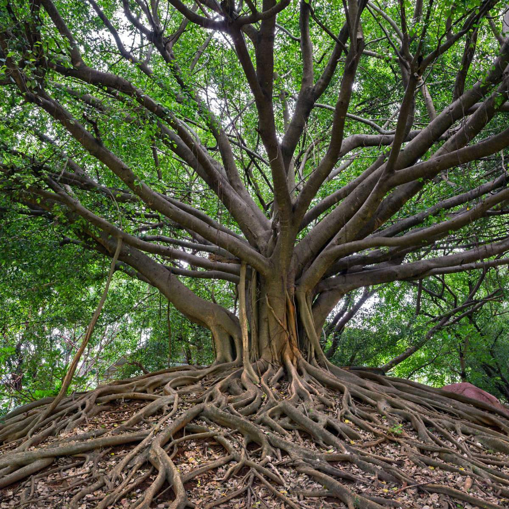 images of banyan trees