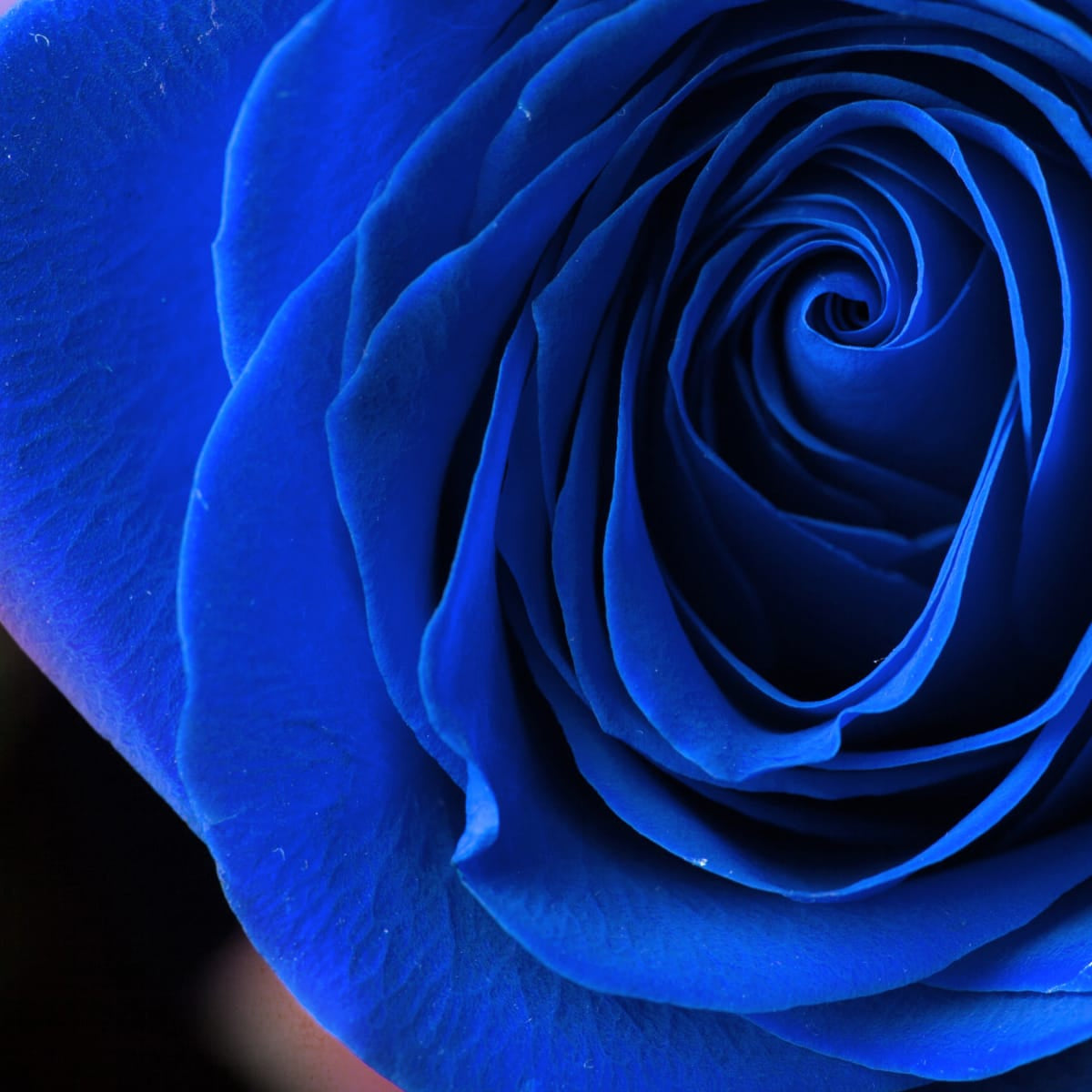 Blue Rose Multi Panel Art | Prints