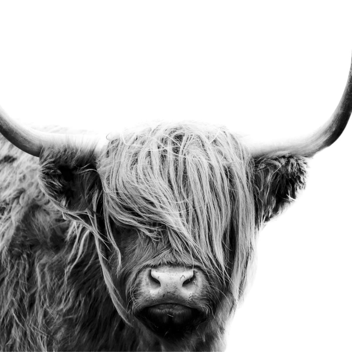 Highland Cow Wall Art | Prints, Framed Prints And Multi Panel Art
