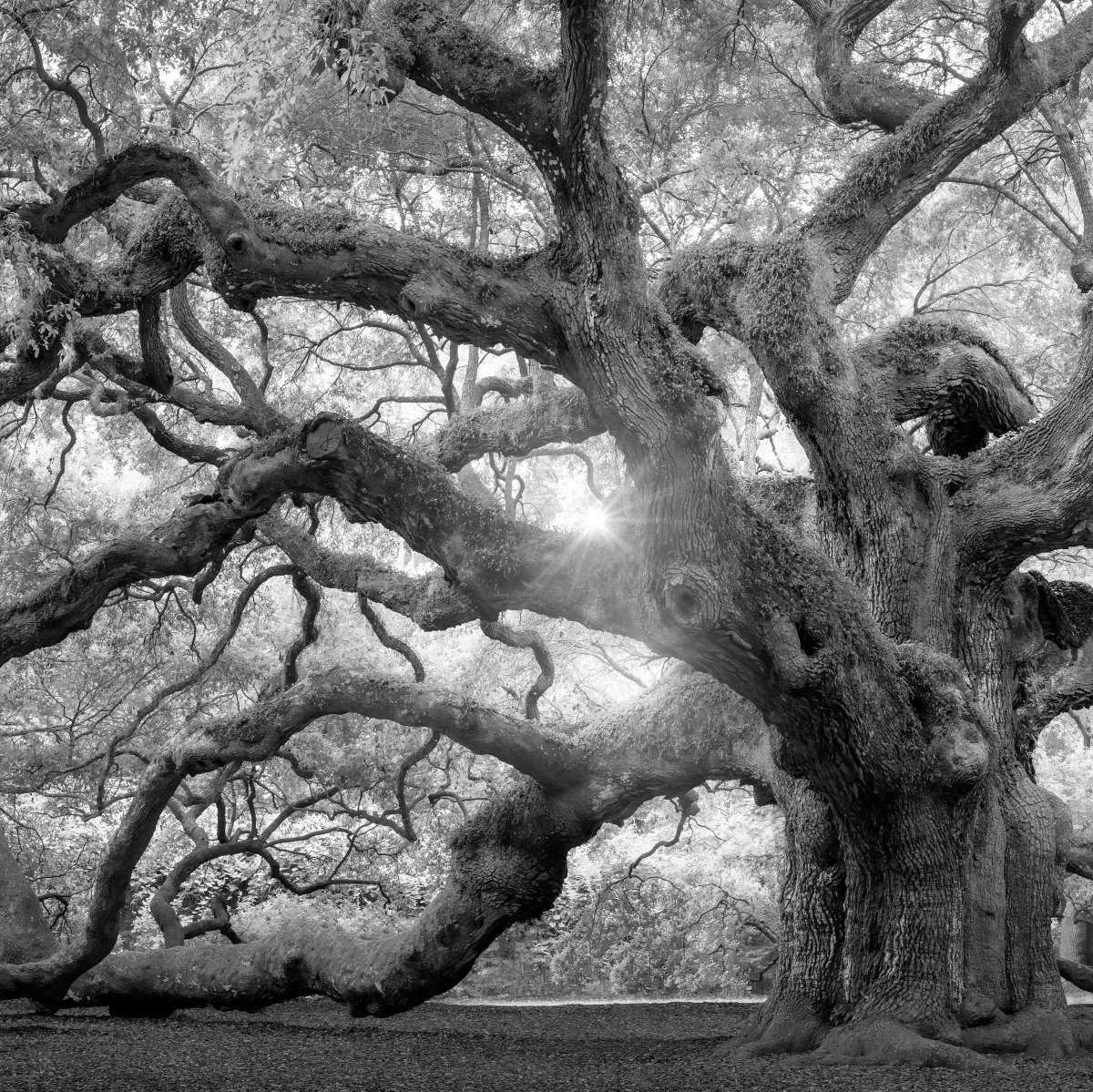 oak-tree-wall-art-prints-framed-prints-and-multi-panel-art