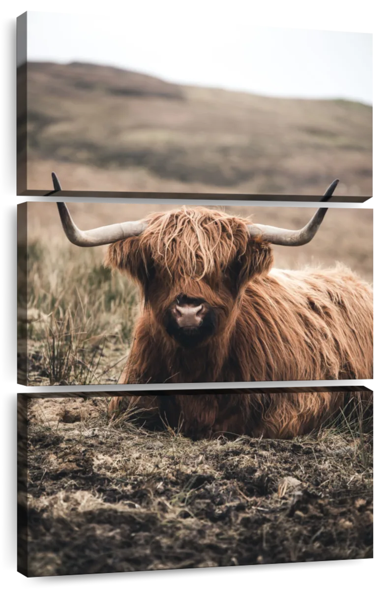 BW Highland Cow Wall Art: Canvas Prints, Art Prints & Framed Canvas