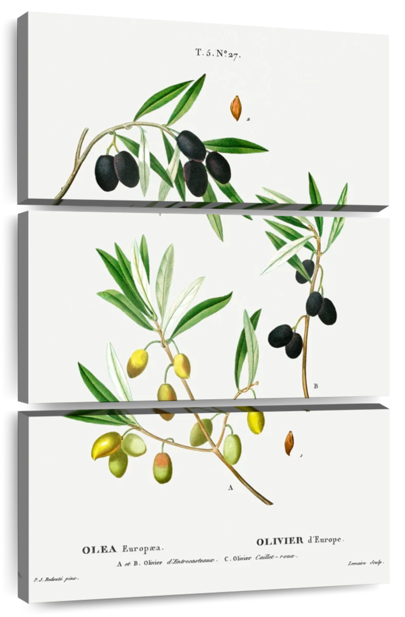 Pierre-Joseph Redouté - Olive Branch Poster