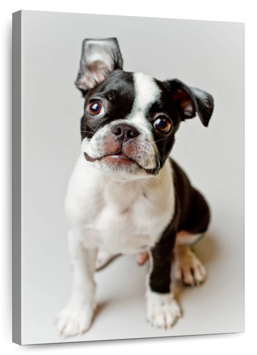 Smiling Boston Terrier Wall Art | Photography