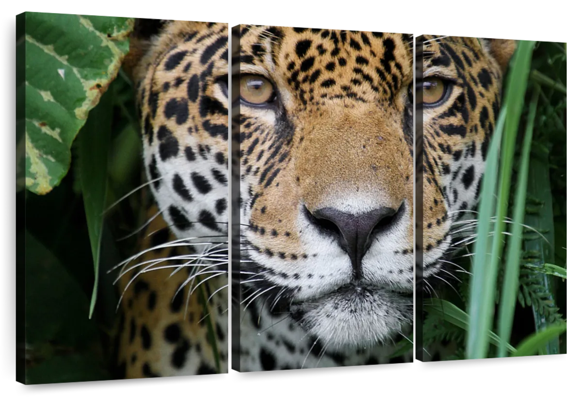 Jaguar Watercolor Predator Animals Wildlife Stock Illustration