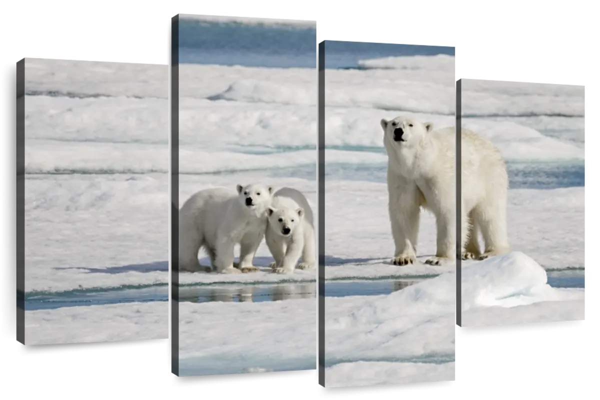 Longyearbyen Polar Bears Wall Art | Photography