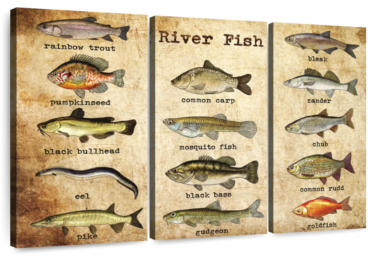 River Fish Guide Chart Wall Art: Canvas Prints, Art Prints & Framed Canvas