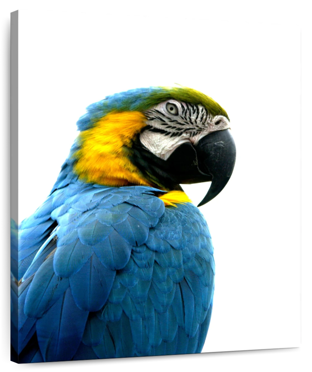 Cuadro sin marco Wood art ml-yellow parrots 42 x 30 cm