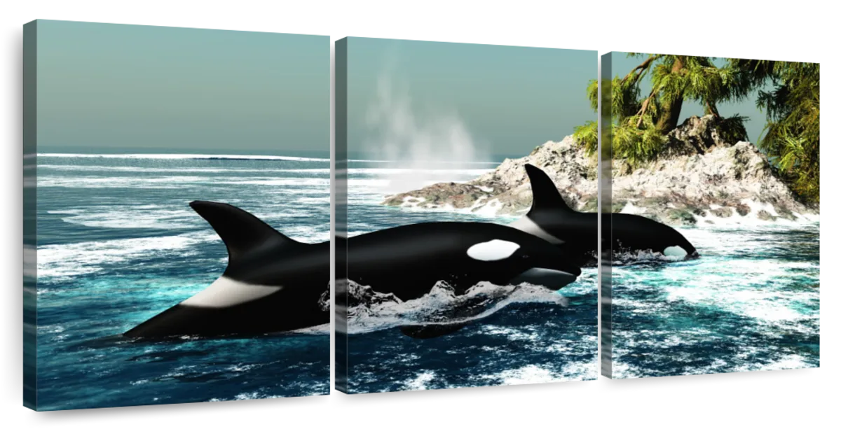 Playful Orca Whales Wall Art | Photography
