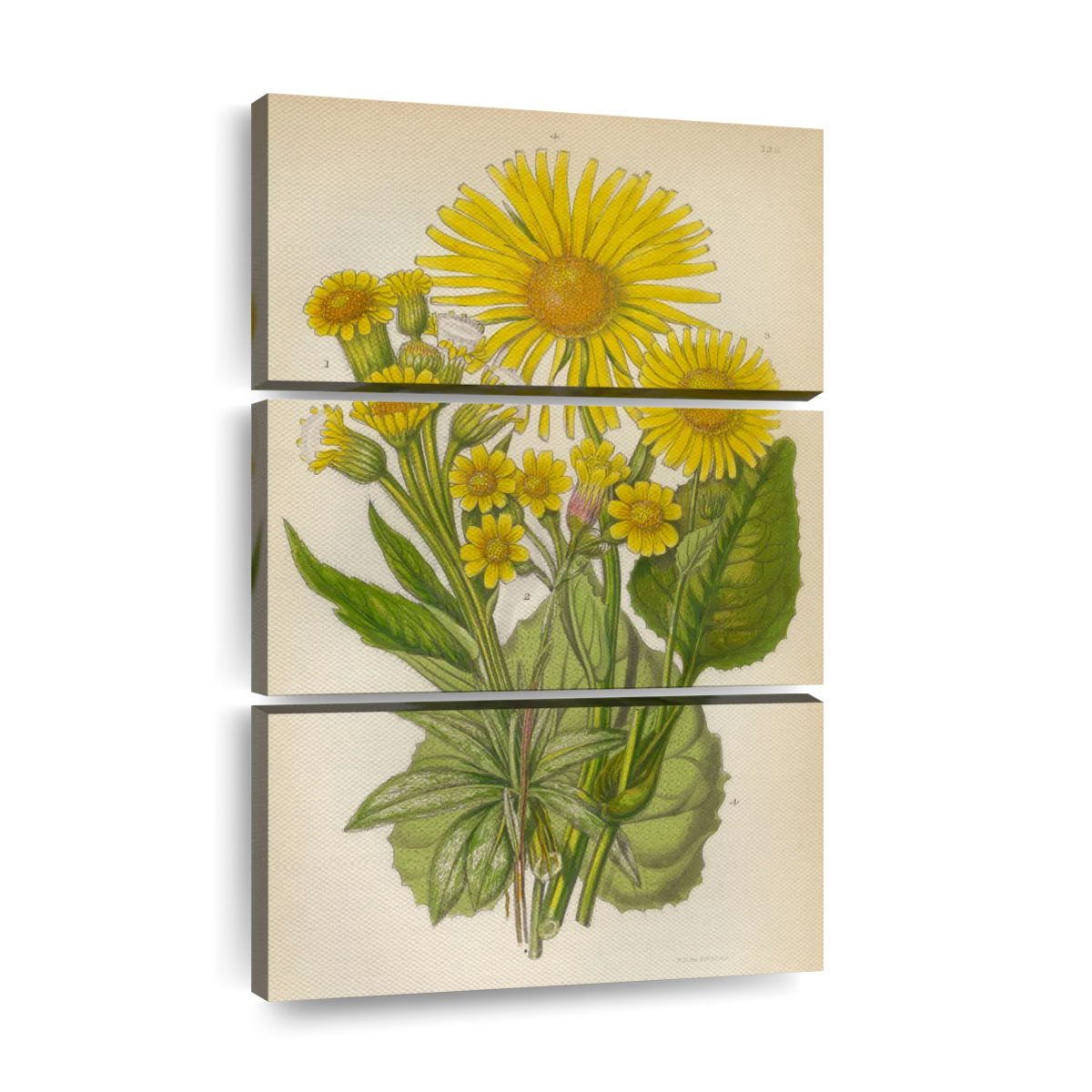 Vintage Botanical Illustration Art: Canvas Prints, Frames  Posters