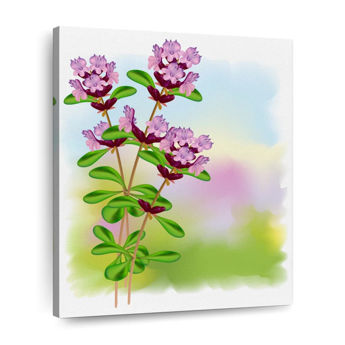 thyme flower drawing