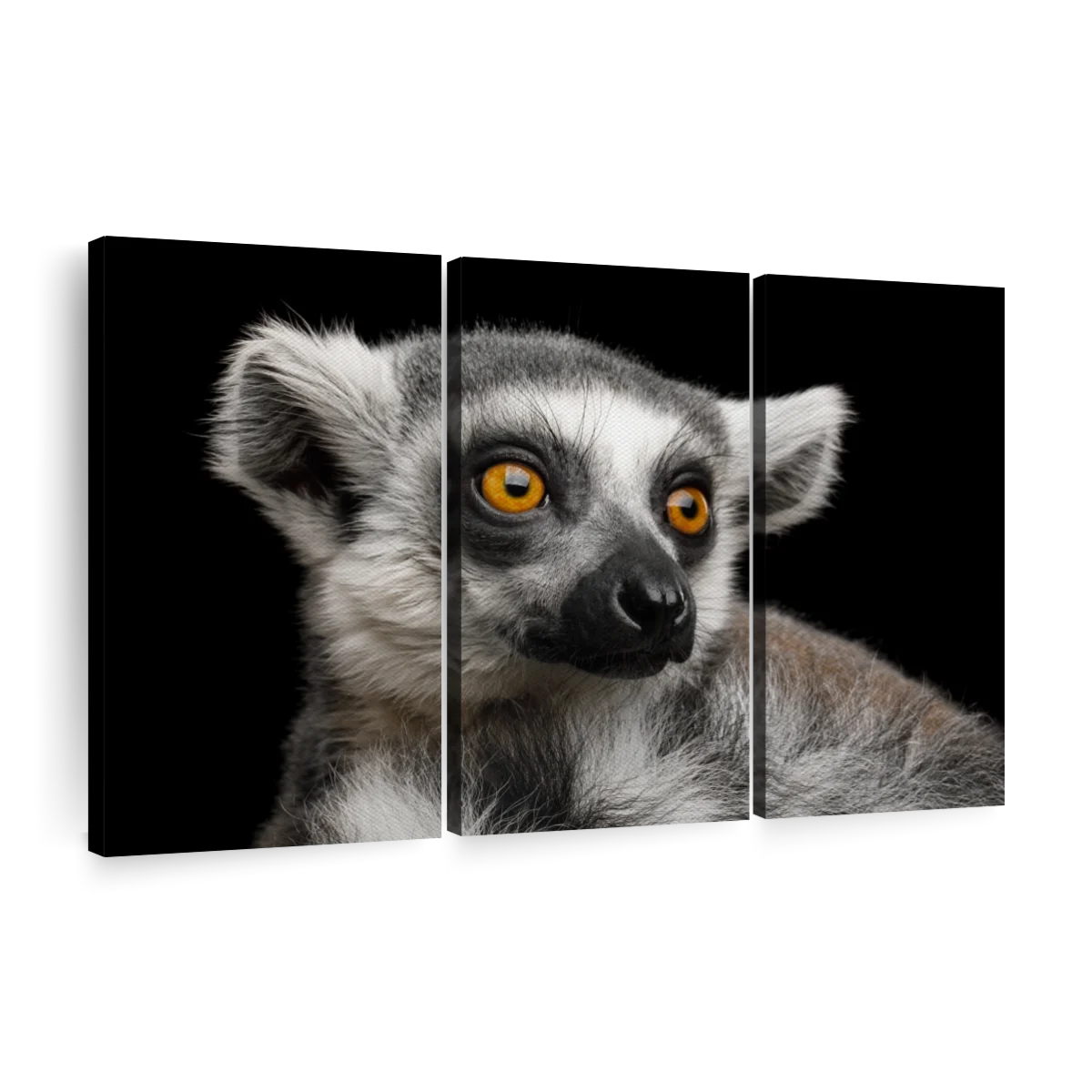 Tunged Lemur Pilling Mammal,tails,claw,wildlife PNG White Transparent And  Clipart Image For Free Download - Lovepik | 380328022