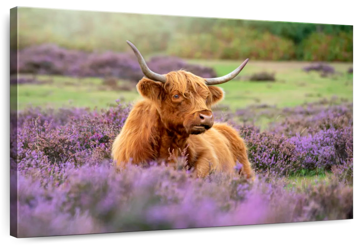 Americanflat - 32 X 48 Highland Cow By Tanya Shumkina Wrapped
