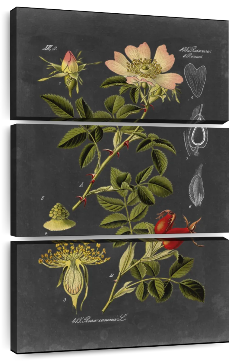 Midnight Botanical I Wall Art: Canvas Prints, Art Prints & Framed