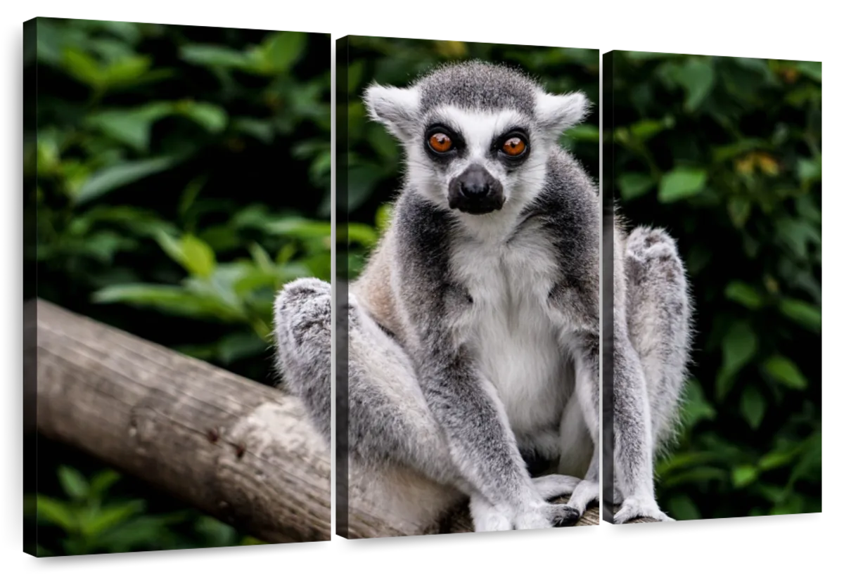Walking With Lemurs - Ring Tailed Lemur Png - Free Transparent PNG Download  - PNGkey