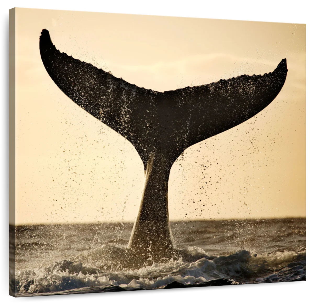 whale tail drawing & design